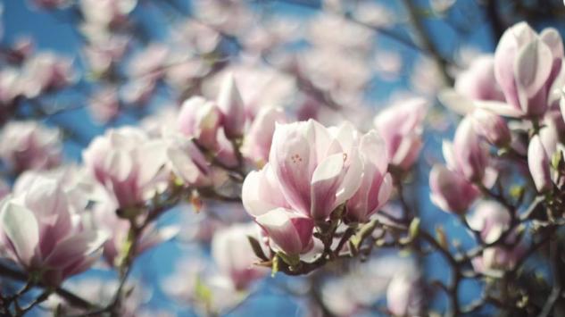 Čuvena magnolija – biljka koja simboliše svježinu i čistoću