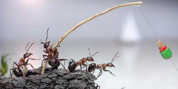 Sedam trikova s kojima ćete »potamaniti« dosadne mrave