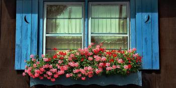 Oživite prozore cvijećem