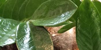 Biljka novca i sreće: Zamioculcas zamiifolia
