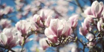Čuvena magnolija – biljka koja simboliše svježinu i čistoću