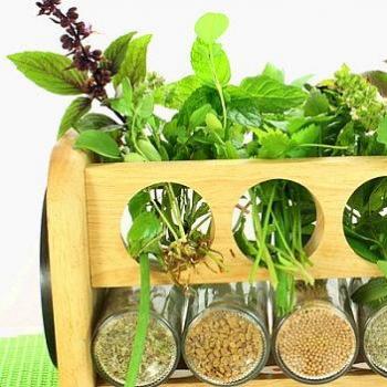 Začinske biljke koje možete uzgajati u svom domu
