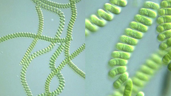 SPIRULINA –Spirala zdravlja i vitalnosti<br>Mala, moćna alga 