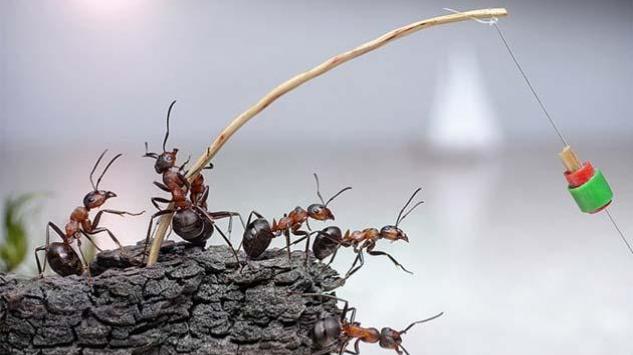 Kako se efikasno riješiti mrava prirodnim putem
