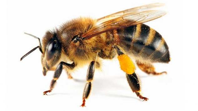 Spriječite bol i oticanje od uboda pčele ili ose