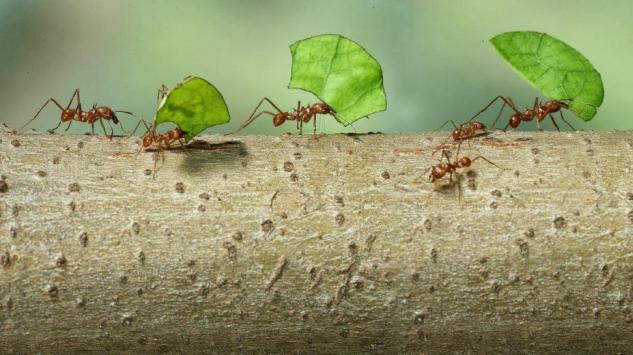 Riješite se dosadnih mrava i paukova
