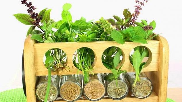 Začinske biljke koje možete uzgajati u svom domu