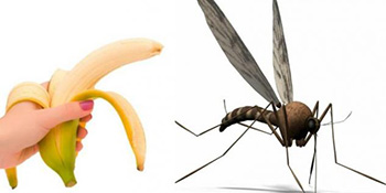 Bananom, lavandom i limunom protiv komaraca