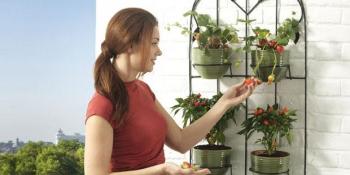 Kako da uzgajate povrće na svojoj terasi