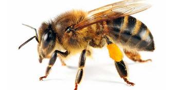 Spriječite bol i oticanje od uboda pčele ili ose