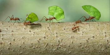Riješite se dosadnih mrava i paukova
