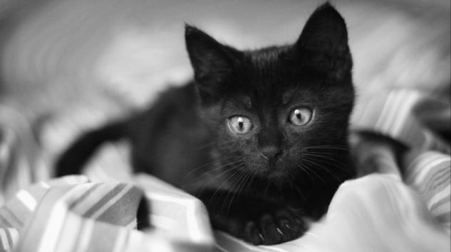 Zašto vjerujemo da crne mačke donose nesreću