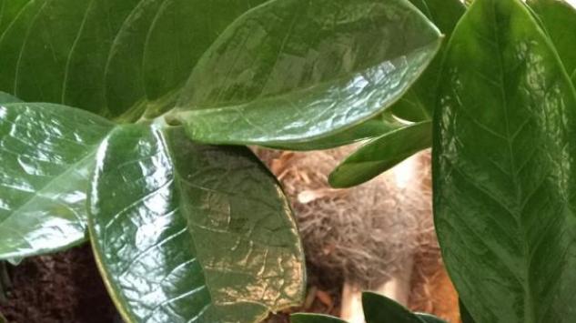 Biljka novca i sreće: Zamioculcas zamiifolia