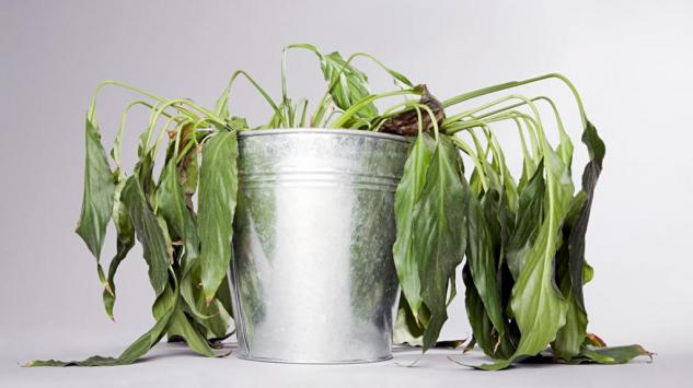 Vratite oronulu biljku u život uz pomoć ova 3 sastojka iz kuhinje!