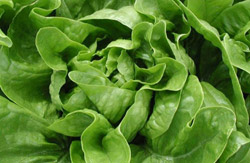 Kako osvježiti uvenulu zelenu salatu